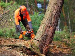 Best Utility Line Clearance  in View Park Windsor Hills, CA
