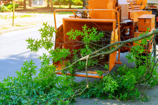 Best Tree Disease Treatment  in View Park Windsor Hills, CA