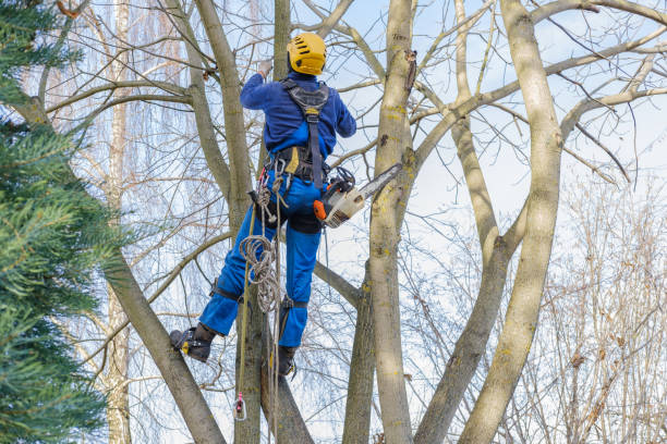 Best Tree Cabling and Bracing  in View Park Windsor Hills, CA