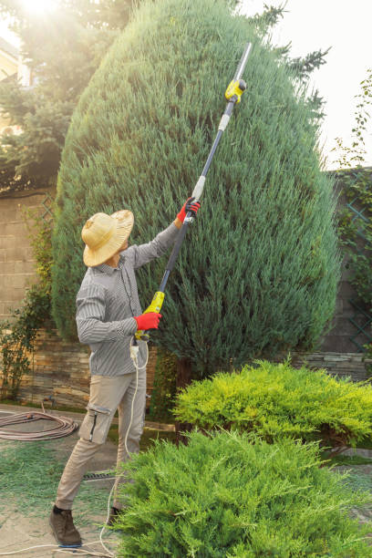 Best Organic Lawn Care Solutions  in View Park Windsor Hills, CA