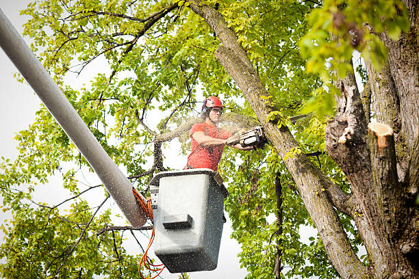 View Park Windsor Hills, CA Tree Services Company